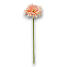 GERBERA SINGOLA CM.55 SALMONE