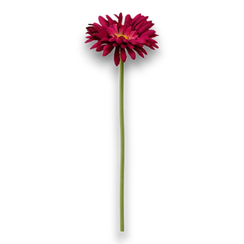 GERBERA SINGOLA CM.55 BEAUTY