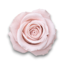 ROSE STABILIZZATE CM.4 X 12 PEZZI  ROSA