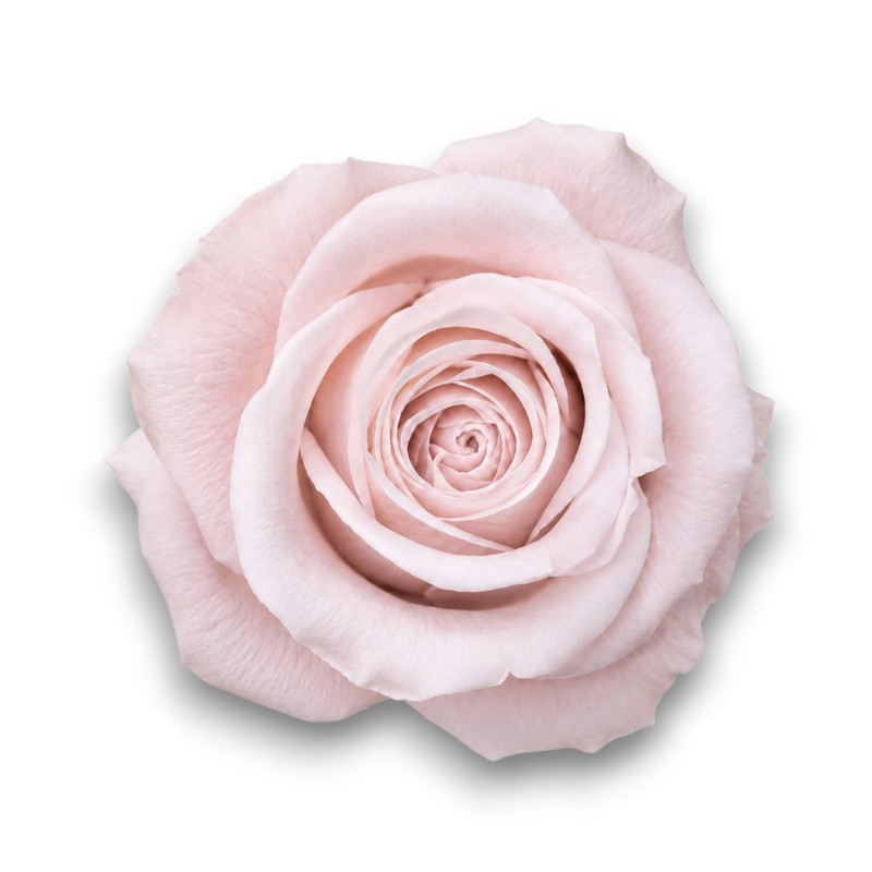 ROSE STABILIZZATE CM.4 X 12 PEZZI  ROSA