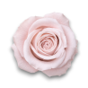 ROSE STABILIZZATE CM.4 X 12 PEZZI  ROSA
