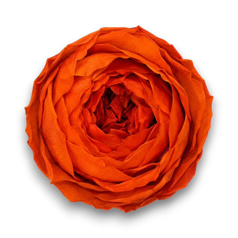 ROSA INGLESE STABILIZZATA RED ORANGE CM.5,5 X6 PEZ