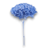 ORTENSIA ANNABELLE MISTY BLUE