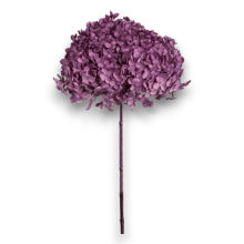 ORTENSIA ANNABELLE GRAPE