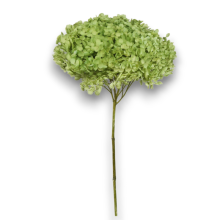 ORTENSIA ANNABELLE FRESH GREEN