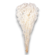 GYPSOPHILA TOTAL WHITE