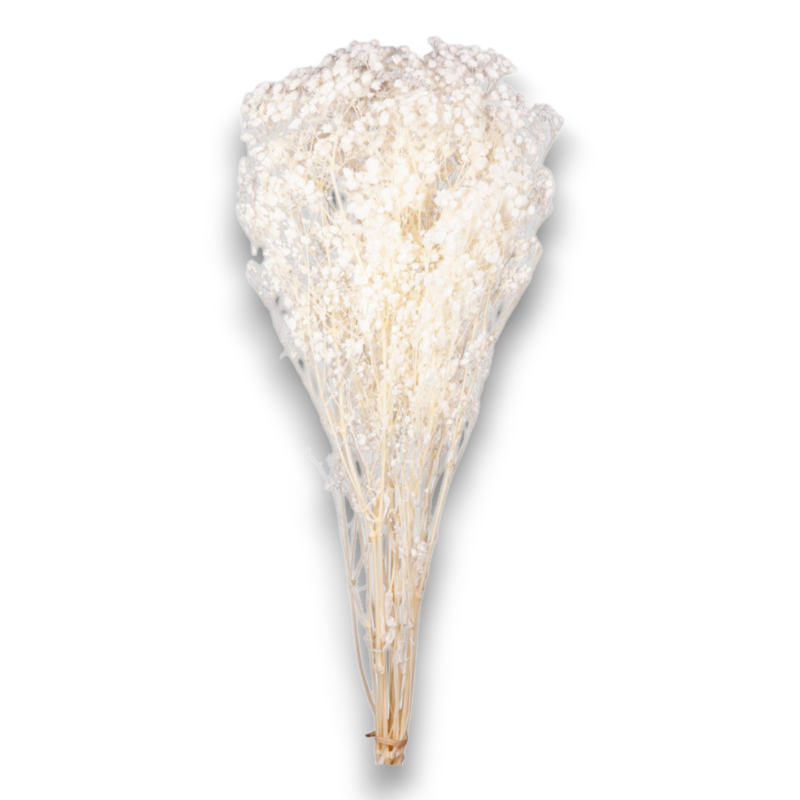 GYPSOPHILA TOTAL WHITE