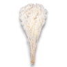 GYPSOPHILA TOTAL WHITE