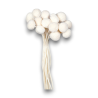 CRASPEDIA WHITE 20 STELI