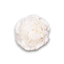 PEONIA WHITE