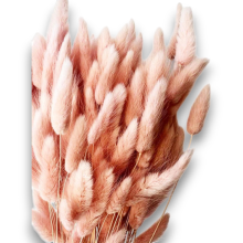 °°°LAGURUS GR.100 ROSA ANTICO