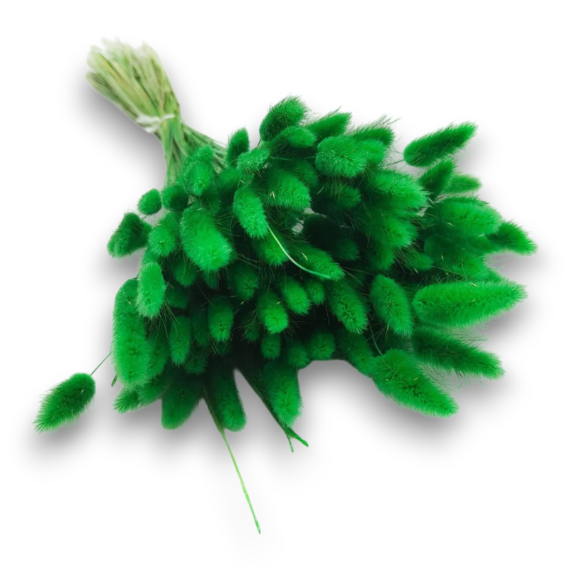 °°°LAGURUS GR.100  VERDE BANDIERA