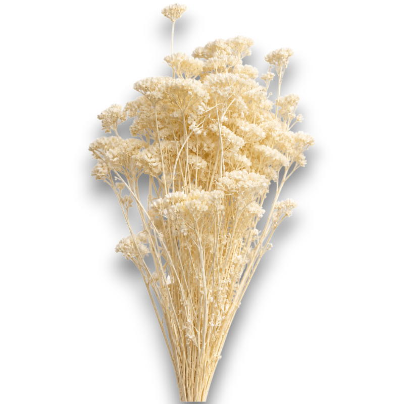°°°ACHILLEA X 100 GR  BIANCO