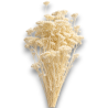 °°°ACHILLEA X 100 GR  BIANCO