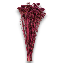 °°°ACHILLEA X 100 GR  BORDEAUX