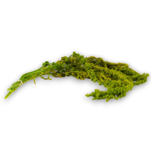 AMARANTHUS CADENTE VERDE CHIARO