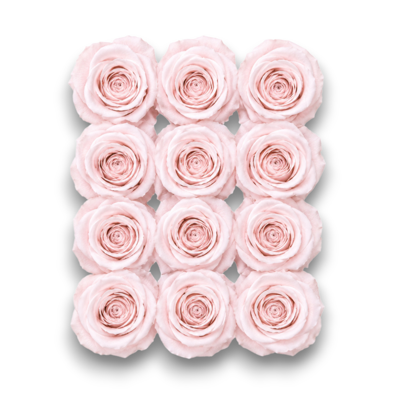 ROSE  STABILIZZATE X12