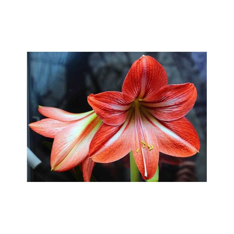 AMARYLLIS