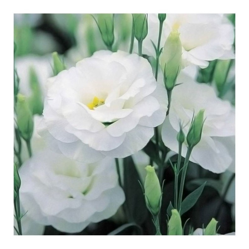 LISIANTHUS