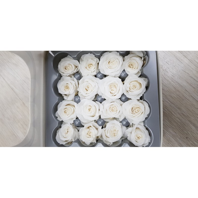 ROSE STABILIZZATE X16